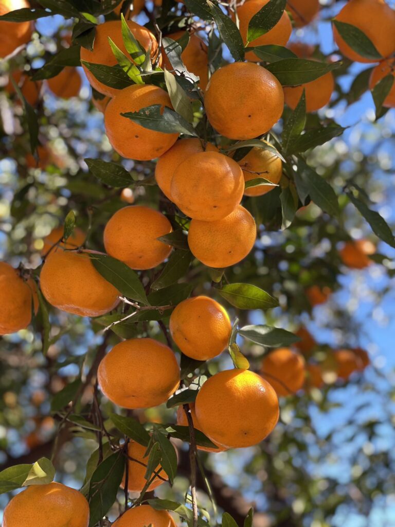 Preventing Harmful Incidents and Accidents on the Farm